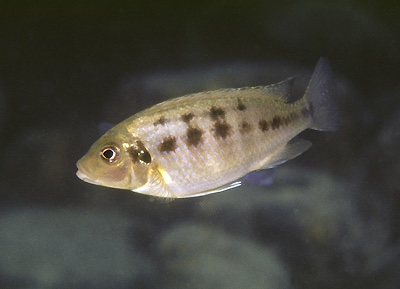 Petrotilapia genalutea 'Chitande Island'